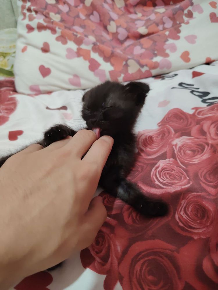 Котенок в хорошие руки