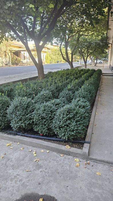 shamshodla sotiladi  95 000,  kelishtiriladi