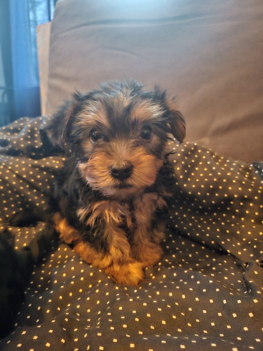 Йоркширски териер/йорки