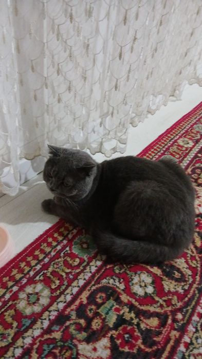 Мушук скотиш фолд
