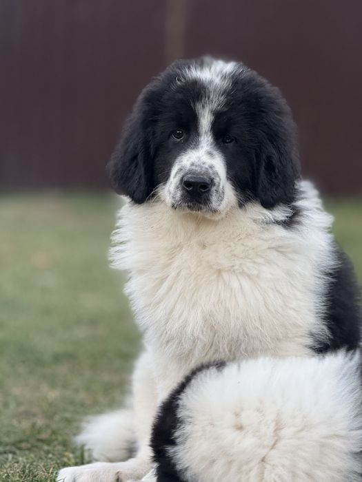 Ciobanesc de bucovina