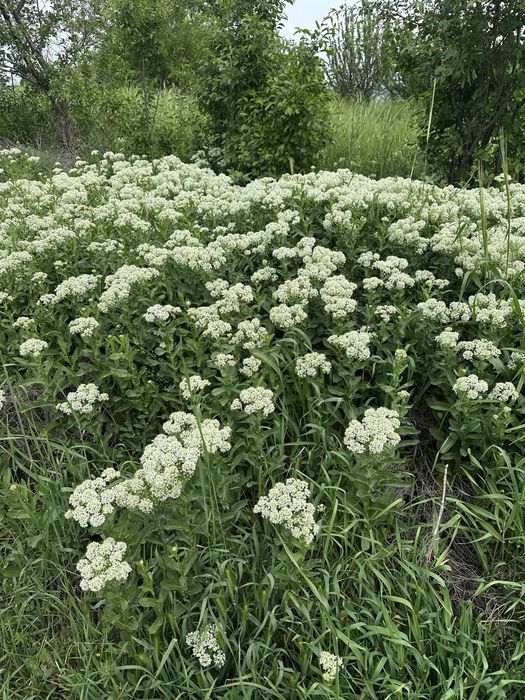 Мёд натуральный для здоровья  , Asal tabiy , asalari