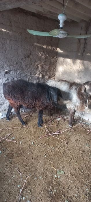 Космодо кучкорлар сотилади сифатли  сохлом телеграм хам бо