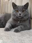Britan tik quloq kalta yungli (British straight shorthair)