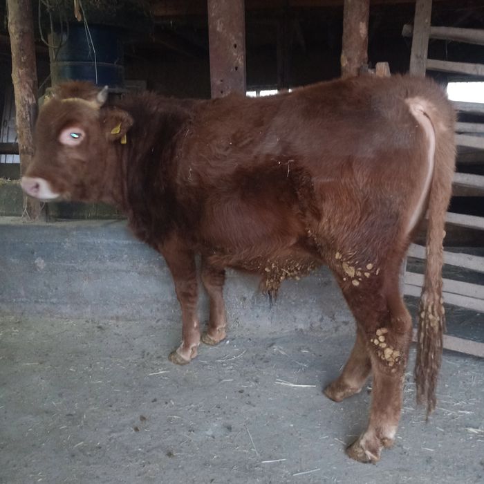 Бұқа сатылады 1,9