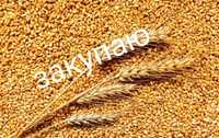 Пшеница, ячмень внекласска 3, 4, 5 класс