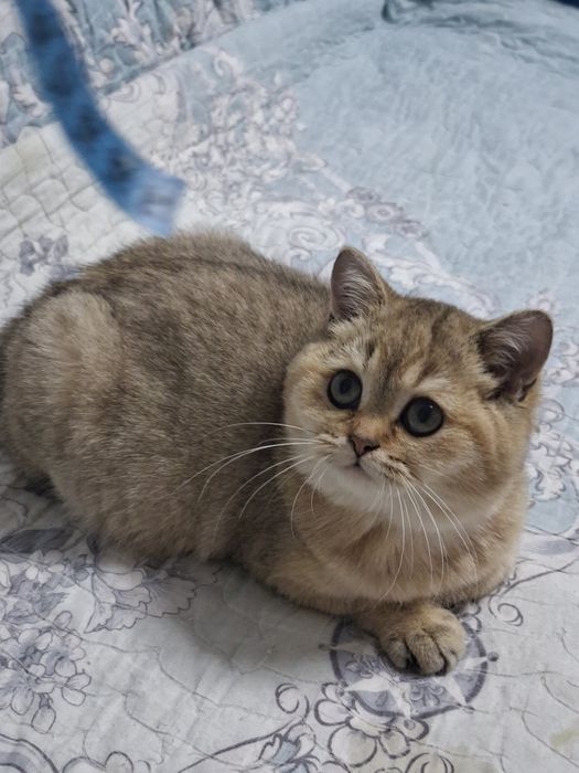 Мальчик  британец  шиншила