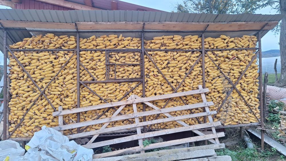 Vând porumb boabe uscat de anul trecut