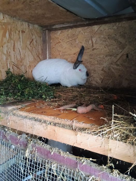 Iepuri uriaș de Transilvania