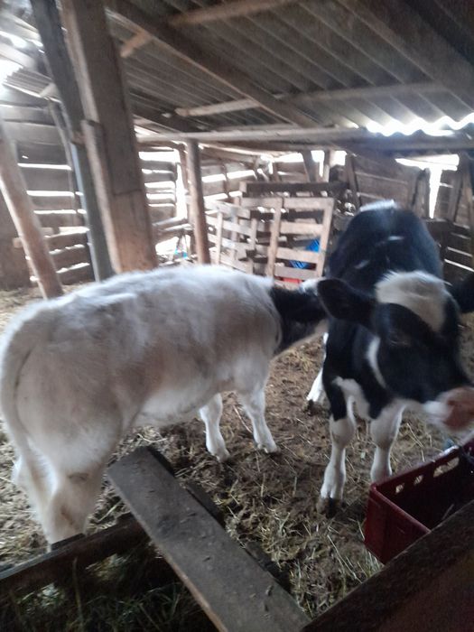 Vind doi vitei o vitea si un taurasi