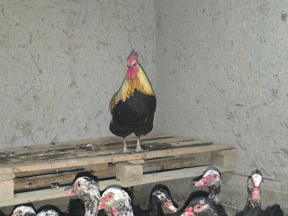 Xuroz xashaki sotiladi.