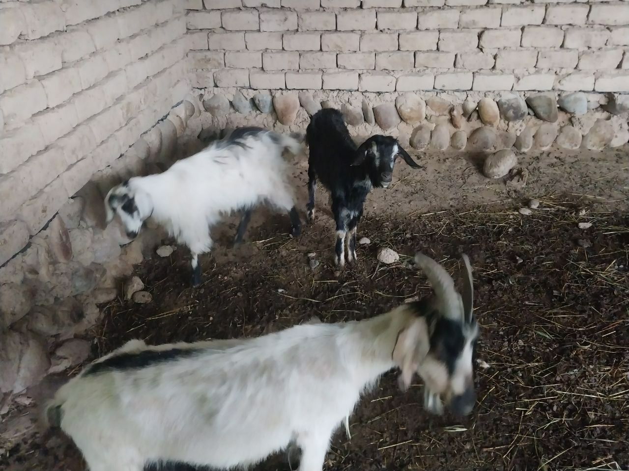 Продам козла и козлят эчки боллари Билан сотилади