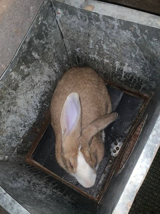 Продаются кролики