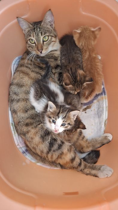 В добрые руки котята