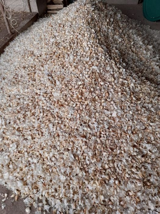 Sămânță usturoi de Copalau