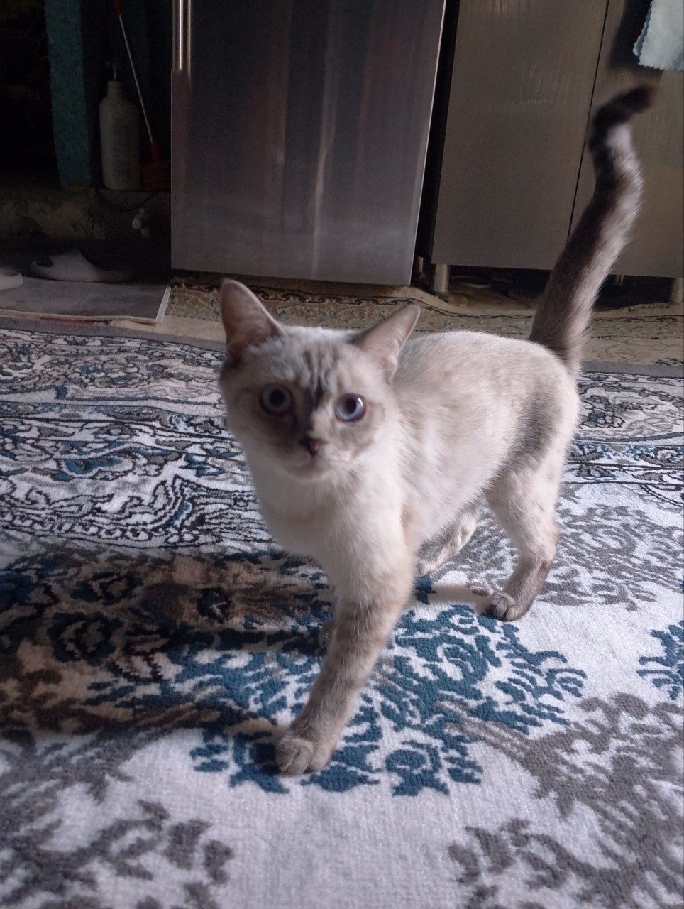 Отдам сиамскую в добрые руки