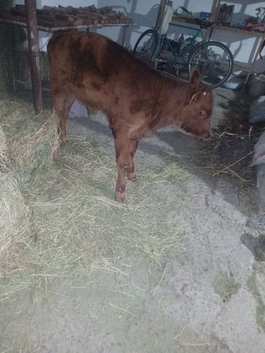 Ona bola sigir sotiladi