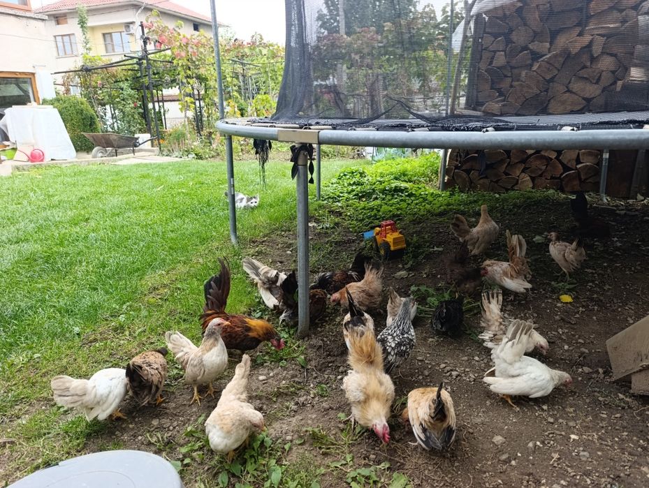 Декоративни Кокошки.