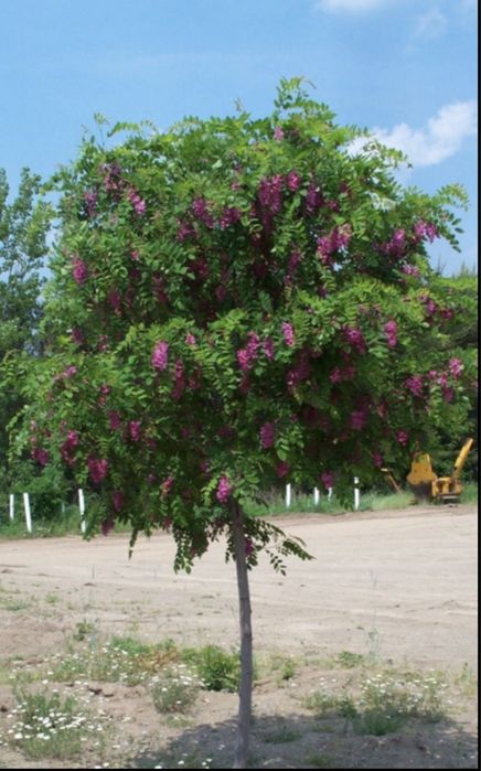 Salcam galben si salcam roz