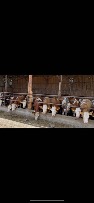 Juninci Bălțată Românească, linie de lapte, genetica TOP
