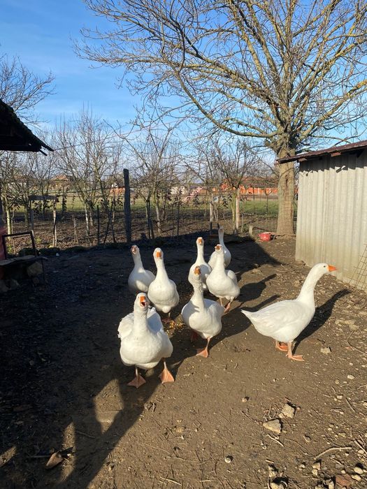 Gâște de vânzare 8 bucati