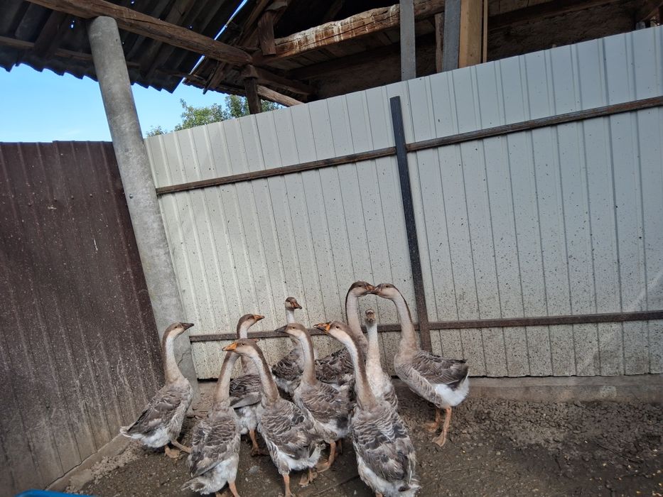 Vând Gâște Americane