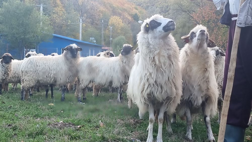 De vânzare! 500 de lei bucata  .