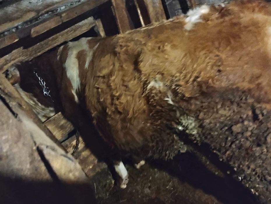 Vind tăuraș bălțat