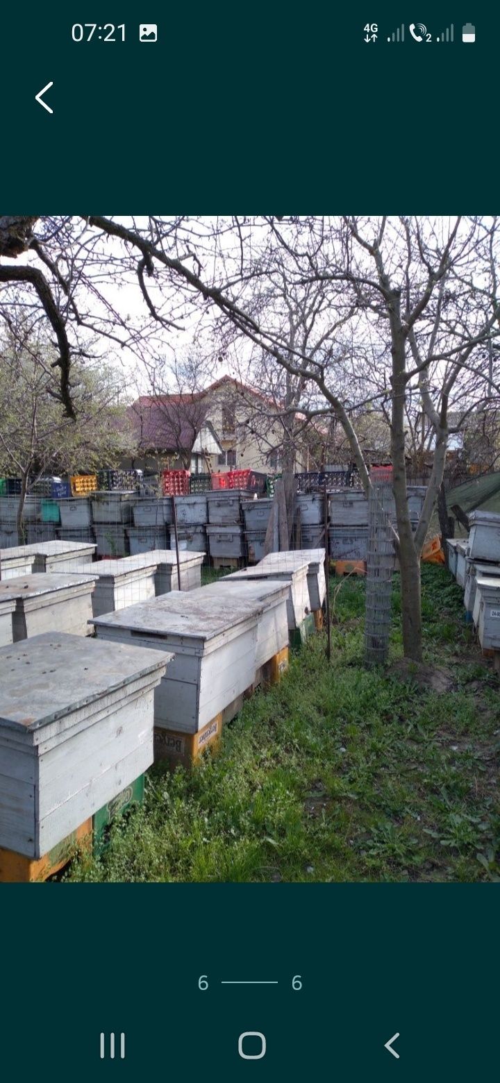 Inventar apicol cu stupi orizontali fără albine 14-22 rame, rame