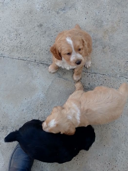 Продается щенки русский спанель