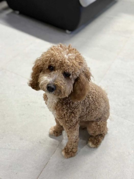 Продавам Мини пудел