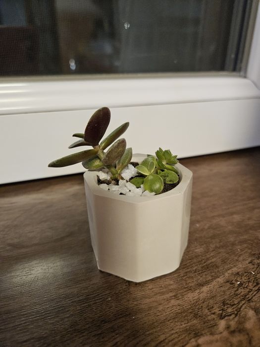 Ghiveci plante suculente