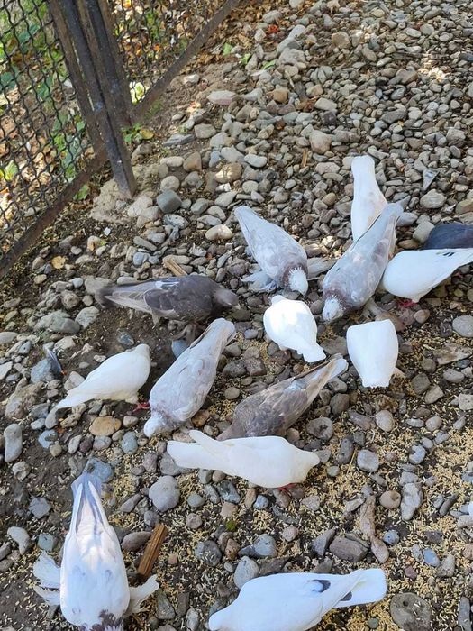 Голуби породистые