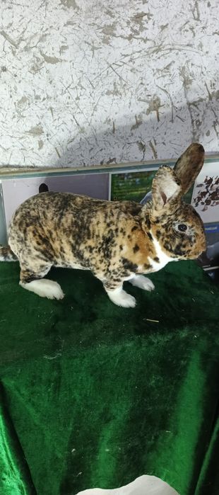 Рекс гапрад зот куёнлар