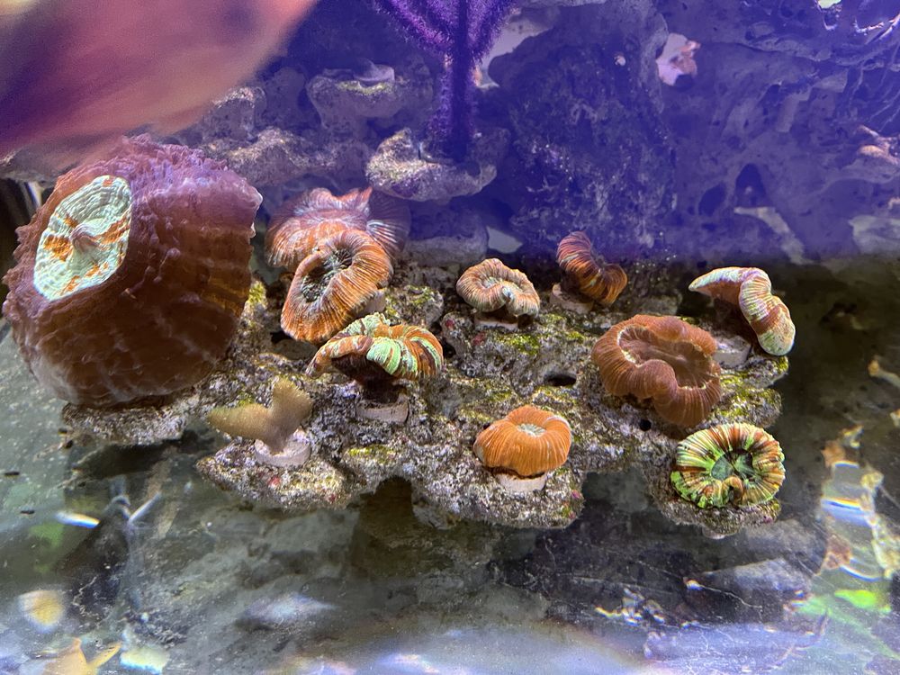 кораллы в морской рифовый аквариум