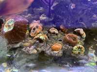 кораллы в морской рифовый аквариум
