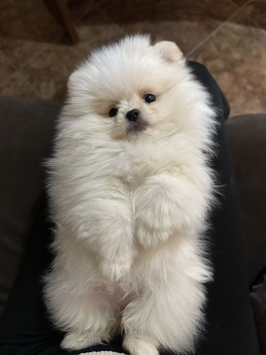 Мини померан женски