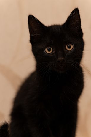 Черные ласковые котята