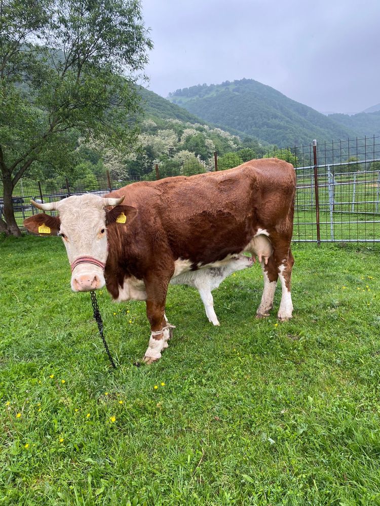 Băltata romaneasca