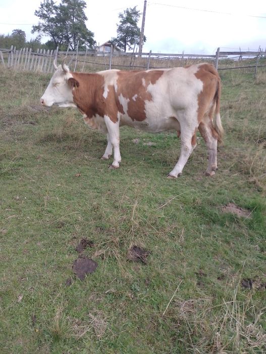 Vând doua vaci gestante