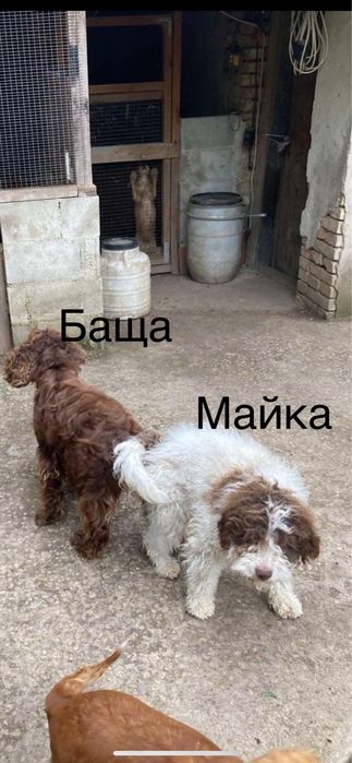 Продавам малки Лагото Романьоло