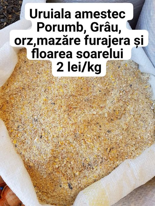 grau ,porumb,uruiala