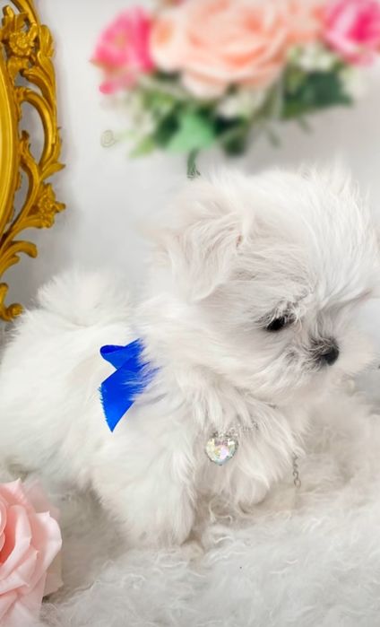 Bichon maltez mini toy