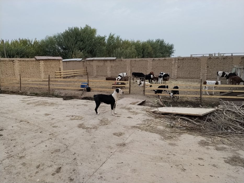 Kucuni zori bor h