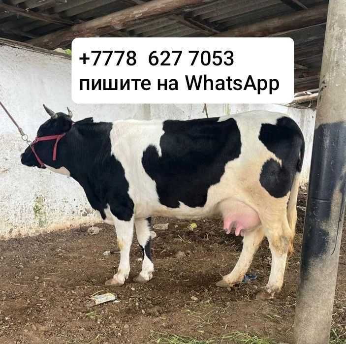 Продам корову дойную молочную