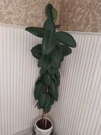Продам  комнатные растение  фикус 1м 50 см