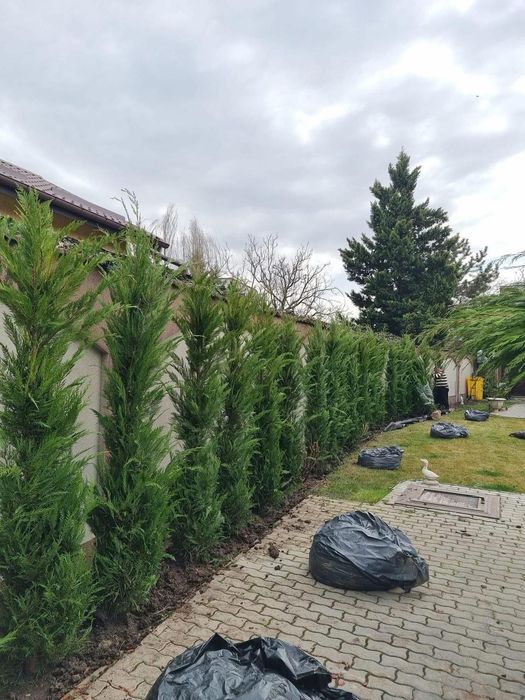 Lylandrii de calitate, rezistenți la frig și vânt