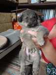 Ofer catelusi spre adoptie