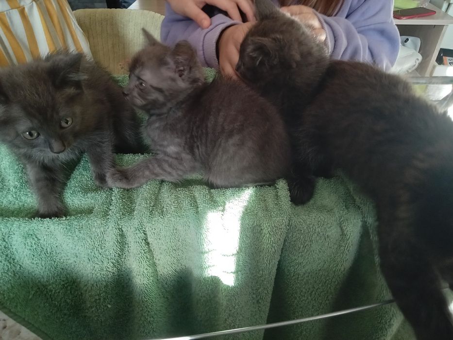 Котята пепельного окраса