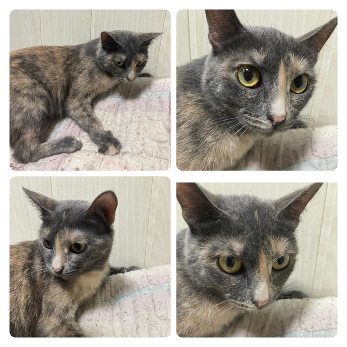 Кошка молодая стерильная ищет  дом! Костанай! Привезем!